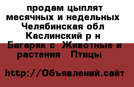 продам цыплят месячных и недельных - Челябинская обл., Каслинский р-н, Багаряк с. Животные и растения » Птицы   